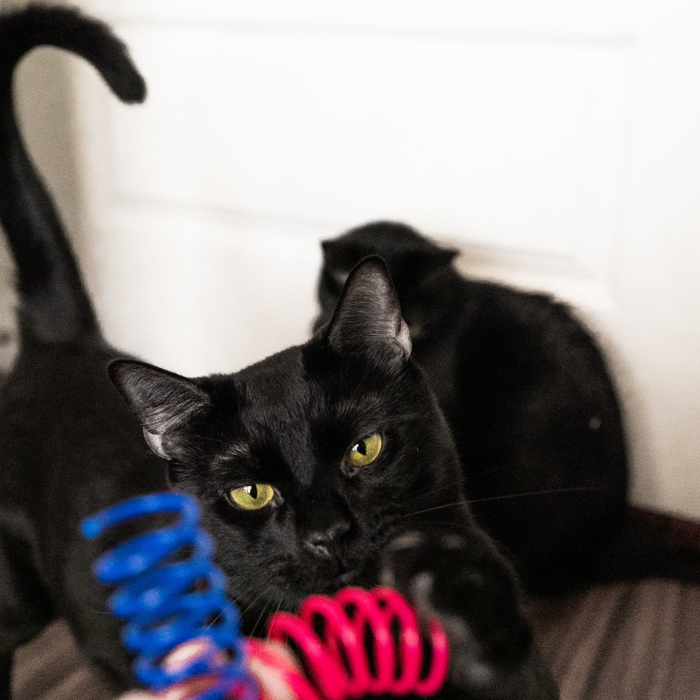 Colorful Cat Springs