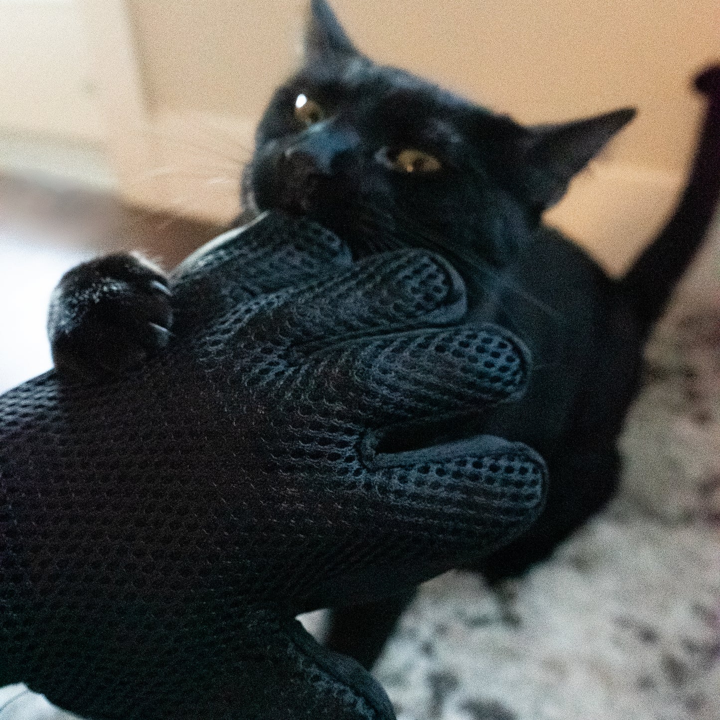 Silicone Grooming Gloves