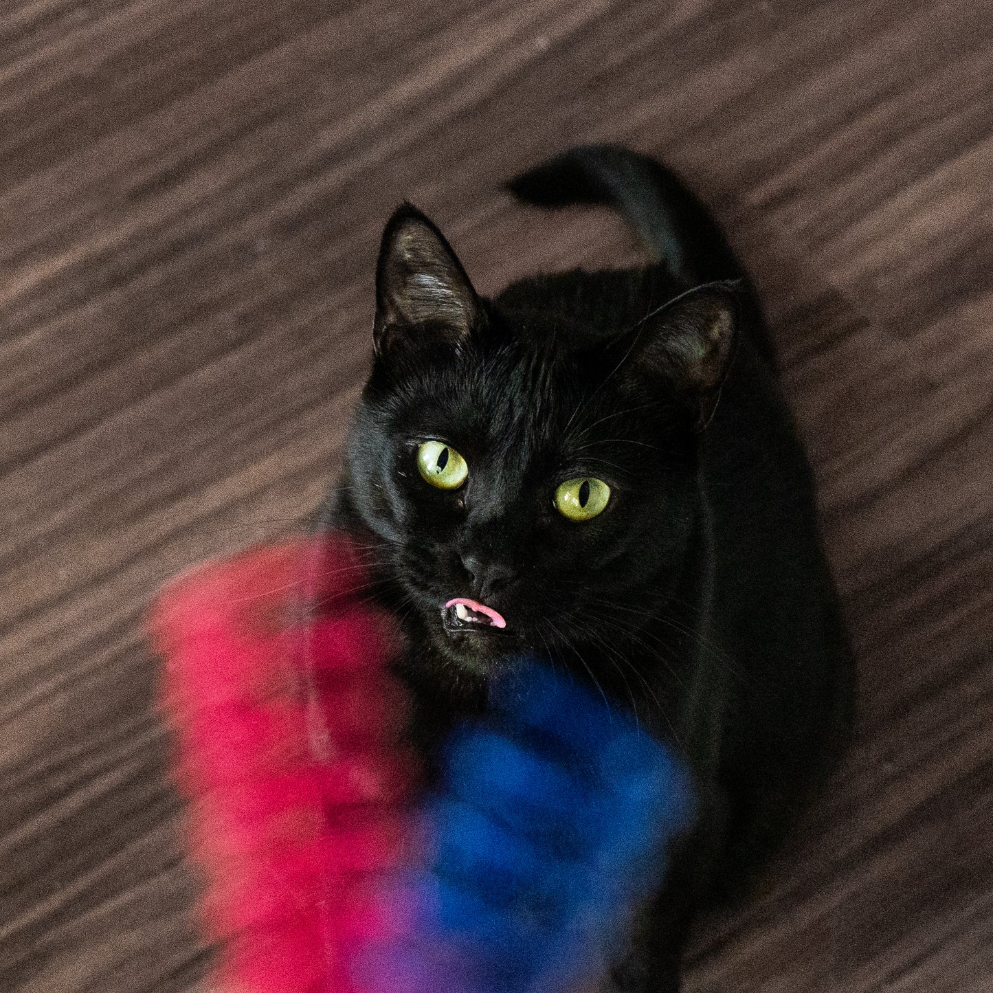 Colorful Cat Springs