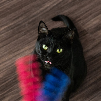 Colorful Cat Springs