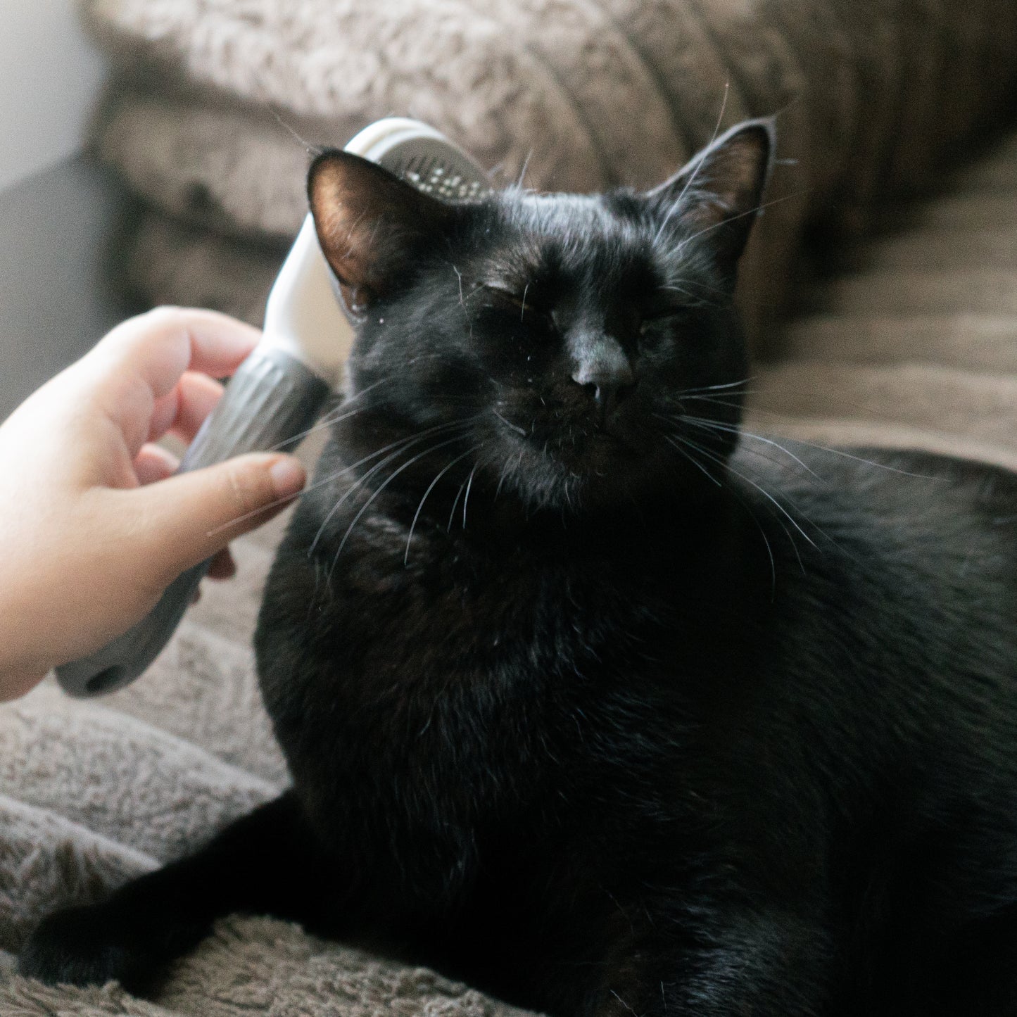 Easy Groom Cat Brush – Tangle-Free